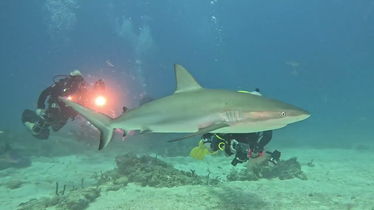 Scuba Diving St. Maarten Vlog - Week 24, 2025