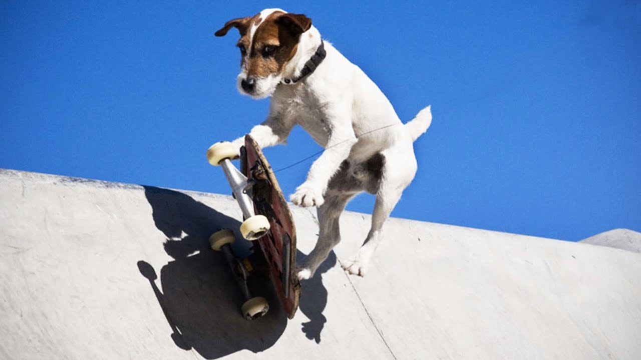 Animais andando de skate