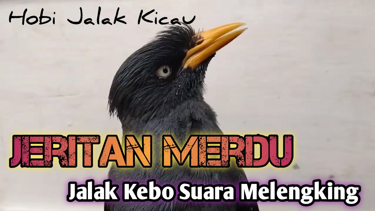 Jeritan PANAS Jalak Kebo Full Isian MEWAH-Masteran Jalak Kebo Gacor !