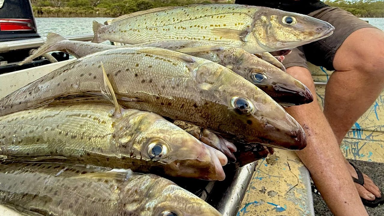 Whiting Fishing at Shallow Inlet – First Trip Adventure