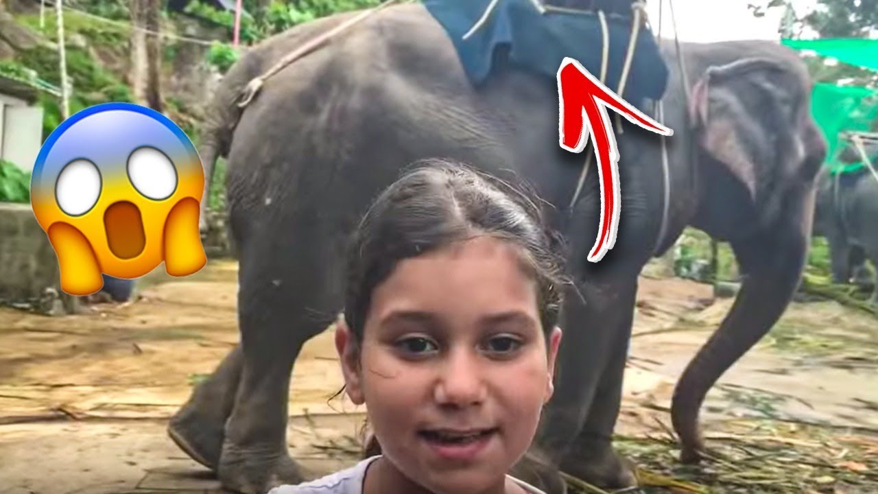 نور ركبت الفيل في تايلاند وقابلنا ثعبان خطير😱 !!