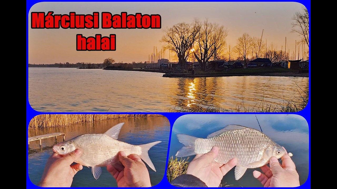 A MÁRCIUSI Balaton halai.