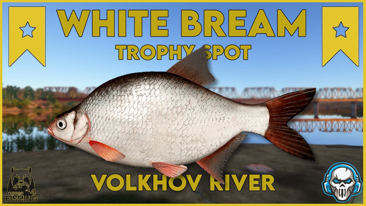 WHITE BREAM TROPHY SPOT! VOLKHOV RIVER - Russian Fishing 4 #rf4
