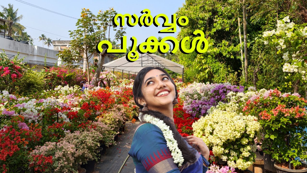 ഇത്രയും മനോഹരമായ ബോഗൈൻ വില്ലേ ഗാർഡൻ കേരളത്തിൽ വേറെ കാണില്ല l alpine rose garden varapuzha 2026 l