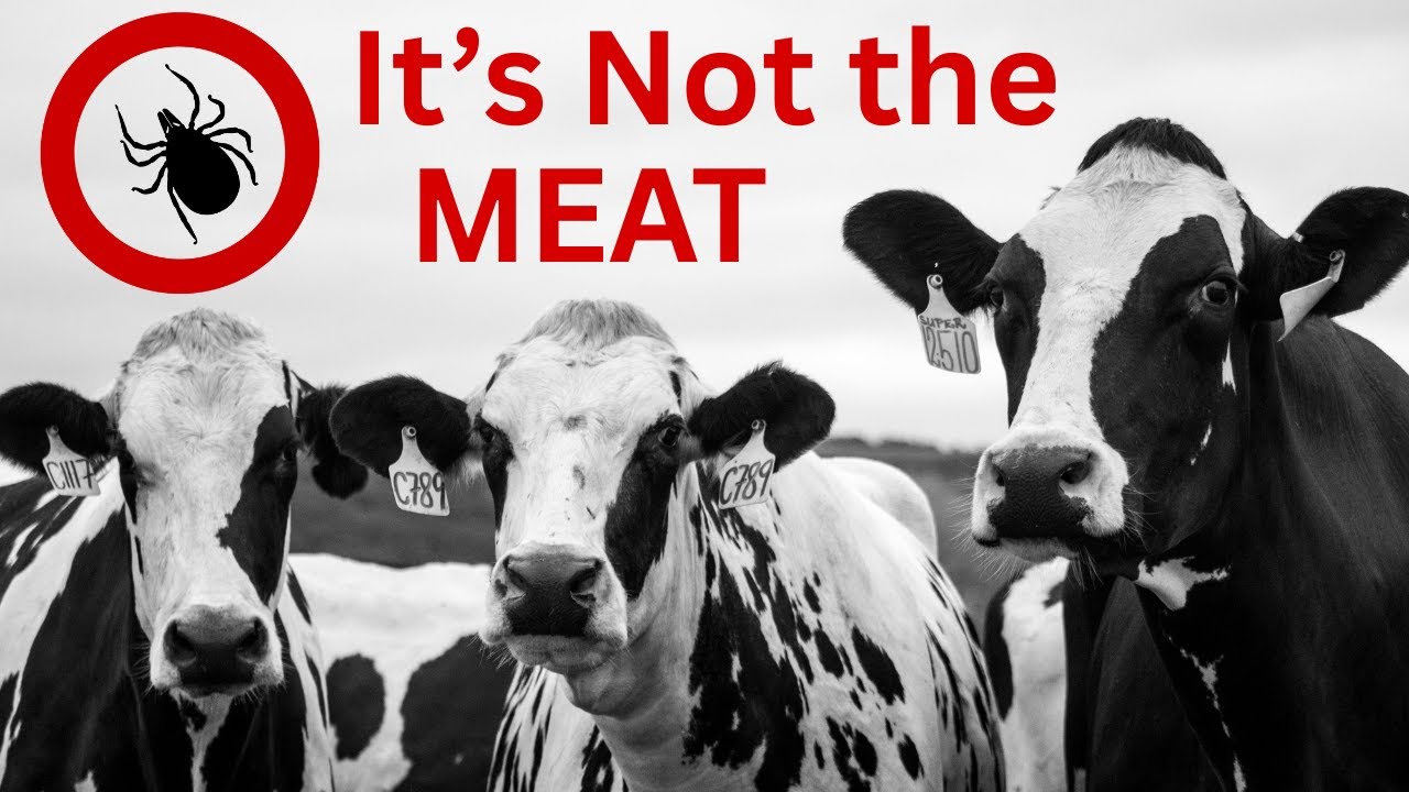 Alpha gal Syndrome: It’s Not a Meat Allergy, It’s an Immune System Warning