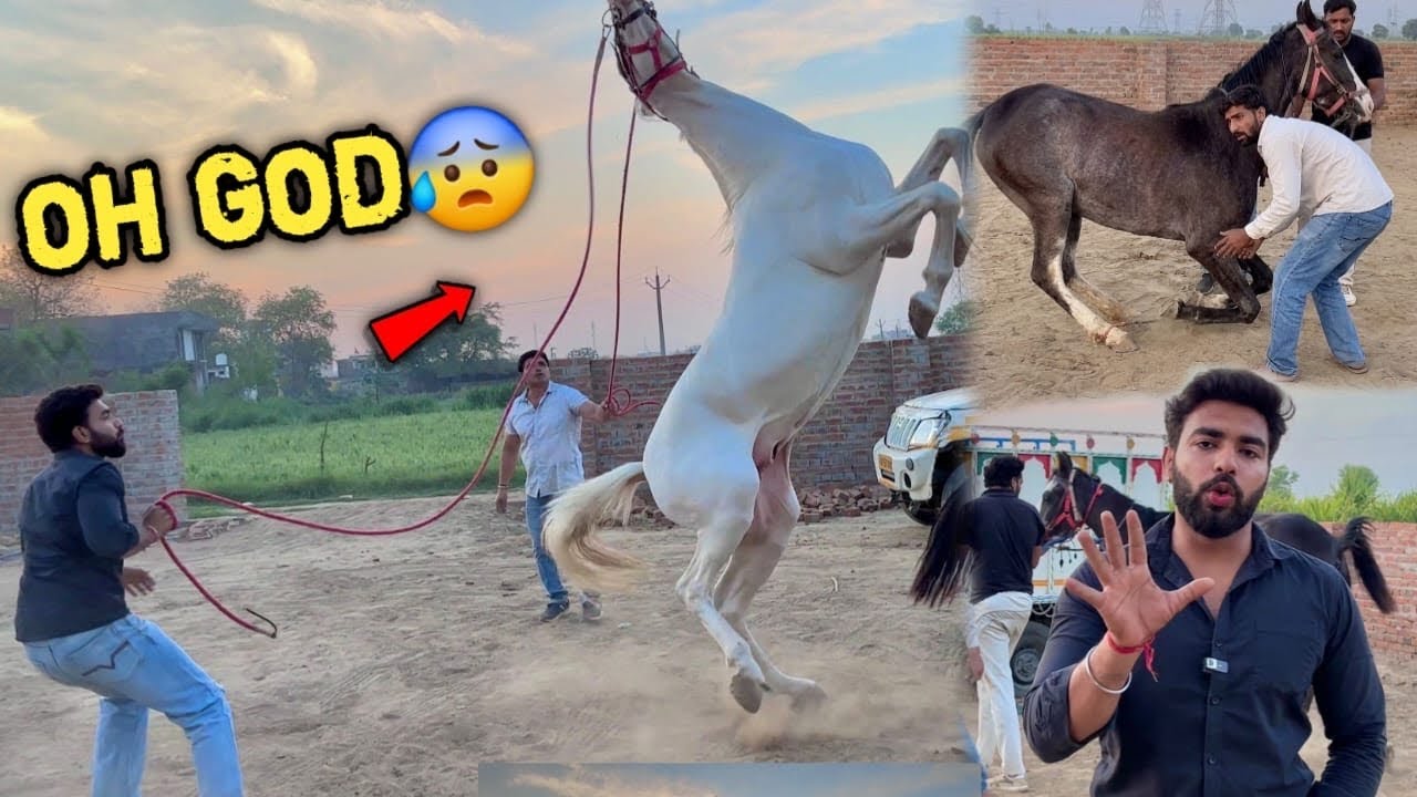 5th Ghodi Par Jump Krte Hue Narshringar Girte Girte Baal Baal Bach Gya 😢going to buy new horses💸