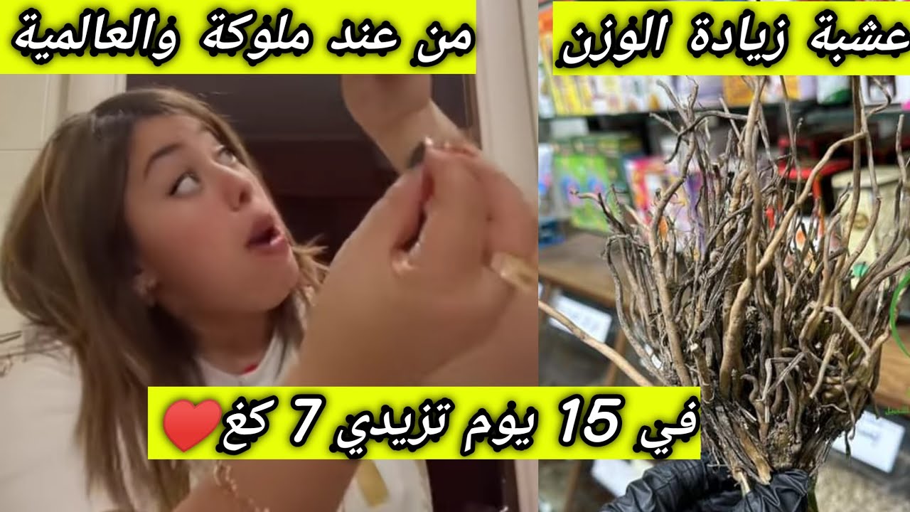 ملوكة والعالمية 🥰عشبة🌿تخليك تزيدي 7 كغ في 15 يوم ♥️