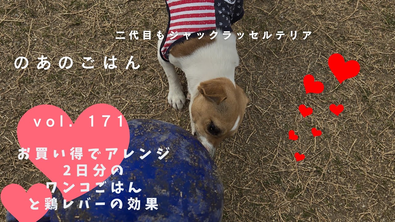 vol. 171 お買い得でアレンジ2日分のワンコごはんと鶏レバーの効果