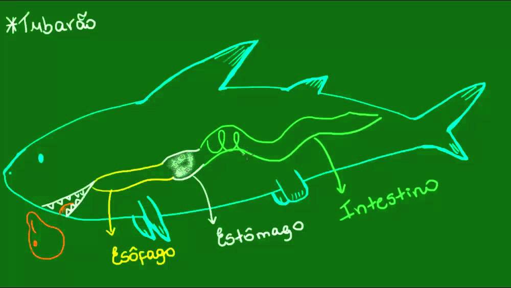 Sistema digest&oacute;rio dos Condrictes - Vertebrados - Biologia