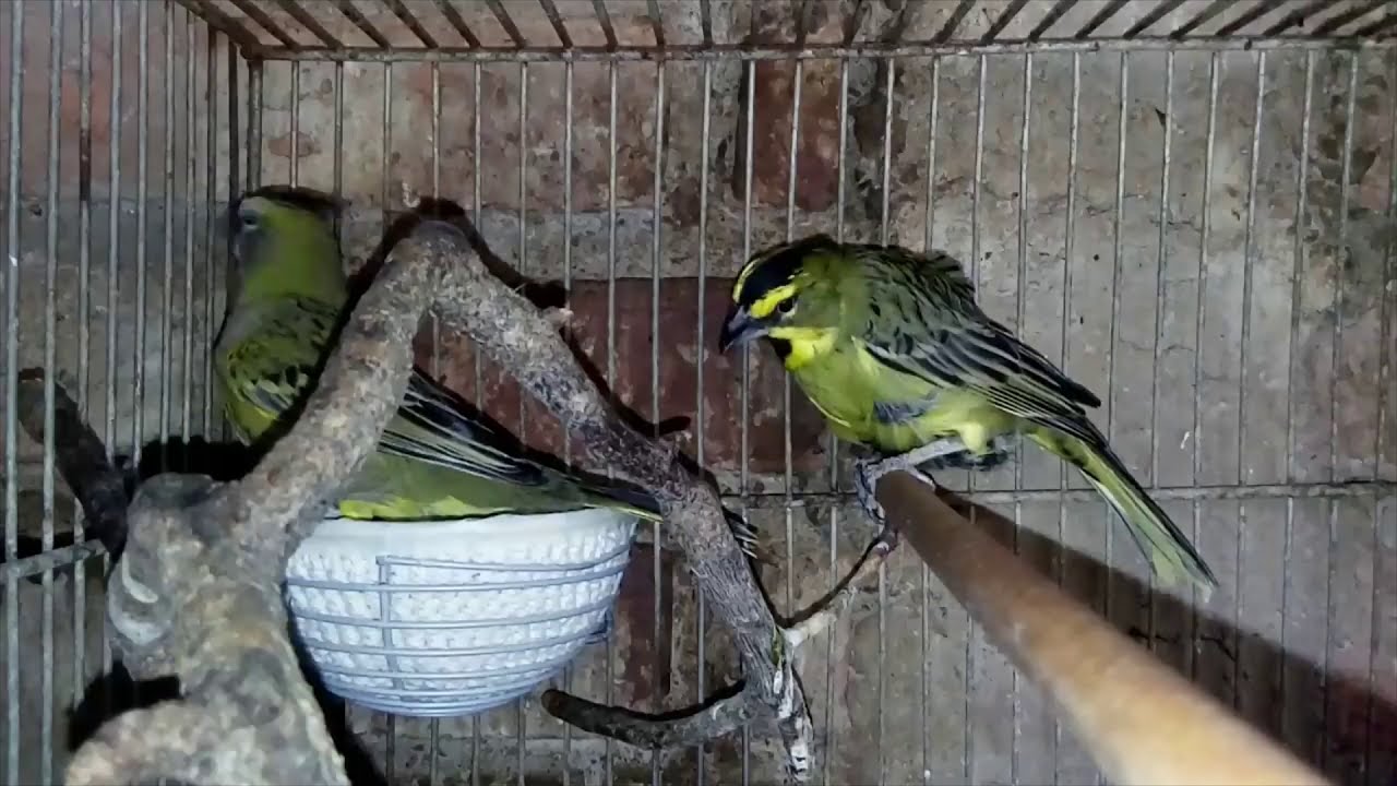 CARDENAL AMARILLO - &iquest;C&Oacute;MO CRIAR EN AMBIENTE DOM&Eacute;STICO TEMPORADA 20/21 (PARTE 1)-