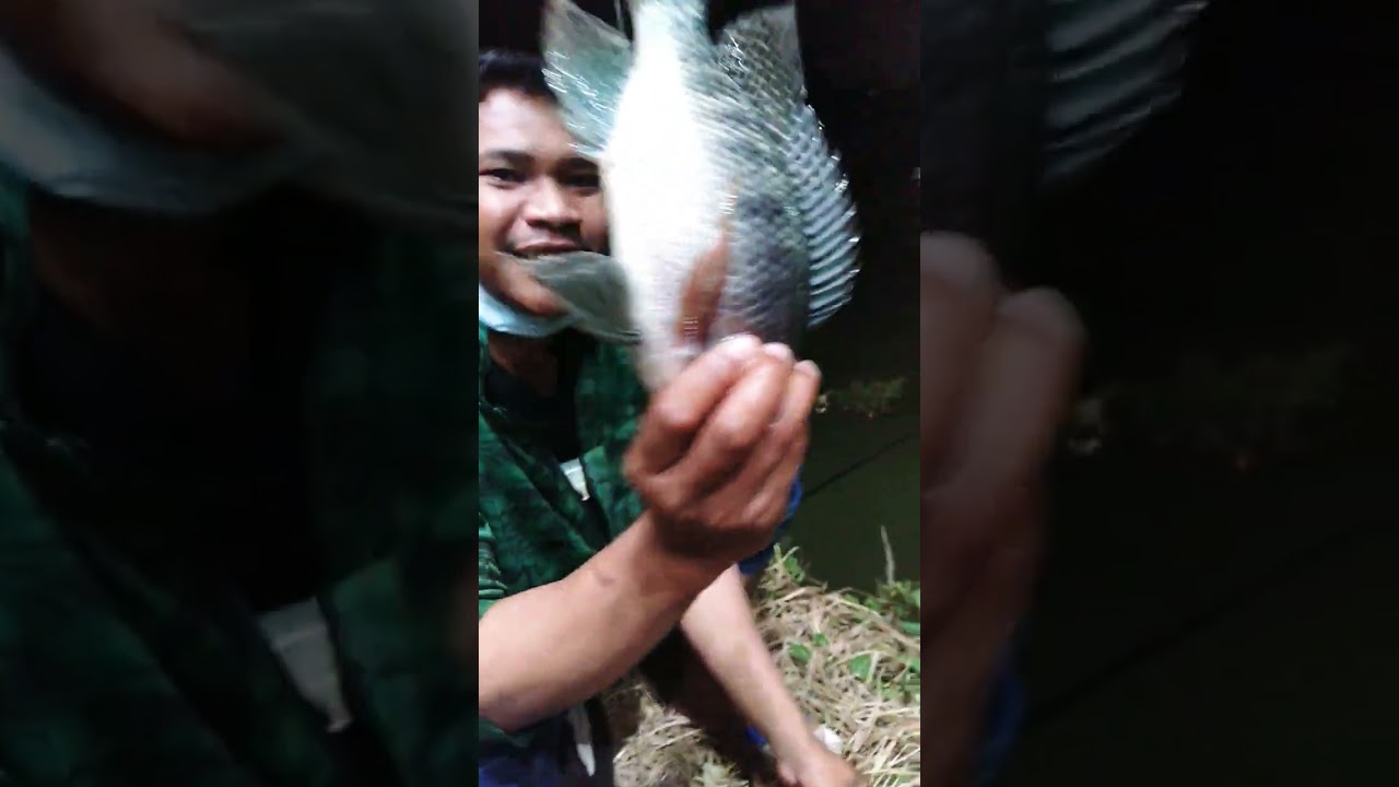 Ikan Nila Babon, rilis dibendungan taiwan #shorts