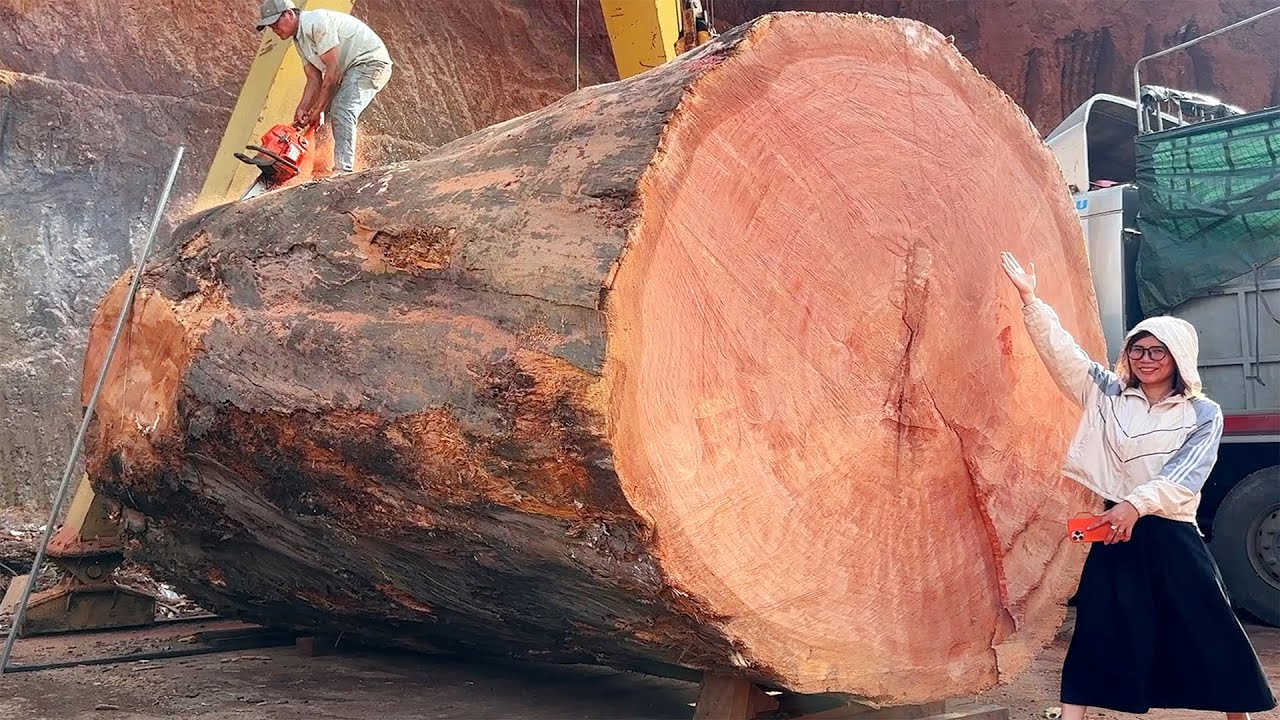 I Cut Down a GIANT Ancient Red Pine Tree with Just a Chainsaw