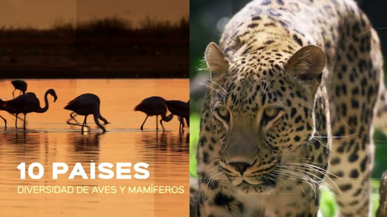 Clip: La biodiversidad en Bolivia corre peligro. Caso Tariquía
