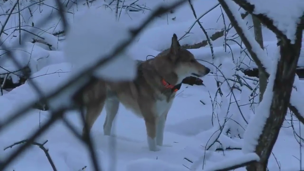 ❄️ СБЕЖАЛА В -30°C! Невероятный побег куницы от лаек по тонким веткам 🐾