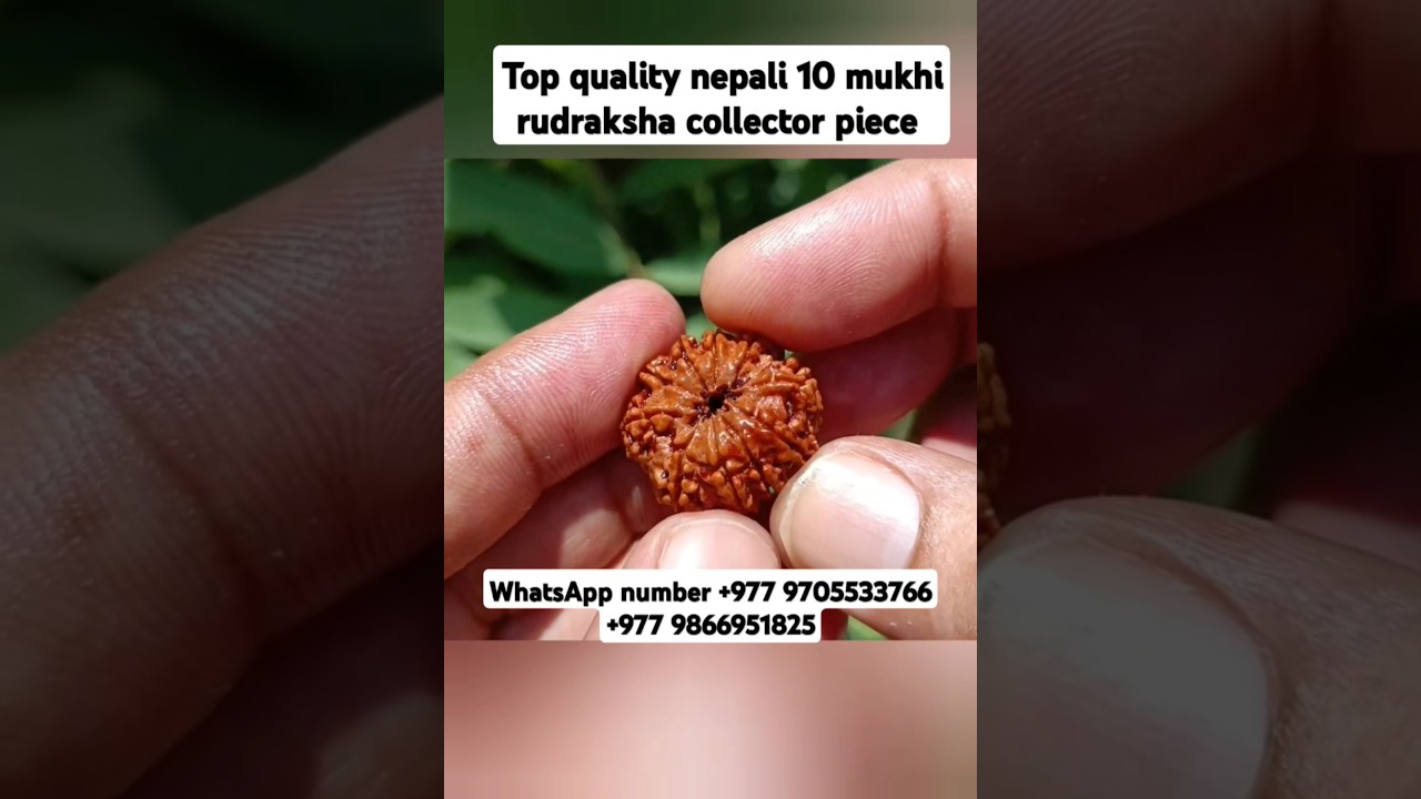 Top quality nepali 10 mukhi rudraksha collector piece #youtubeshorts #shorts #rudraksha