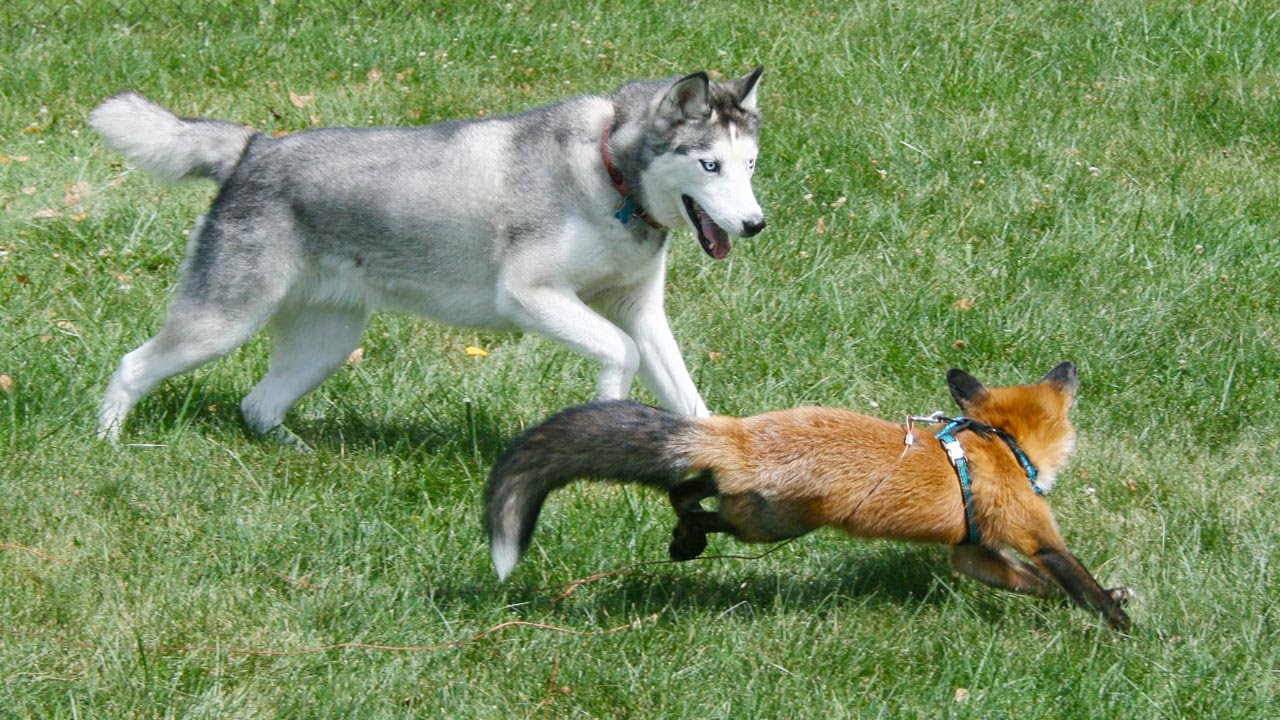 Fox And Hound Are Best Of Friends