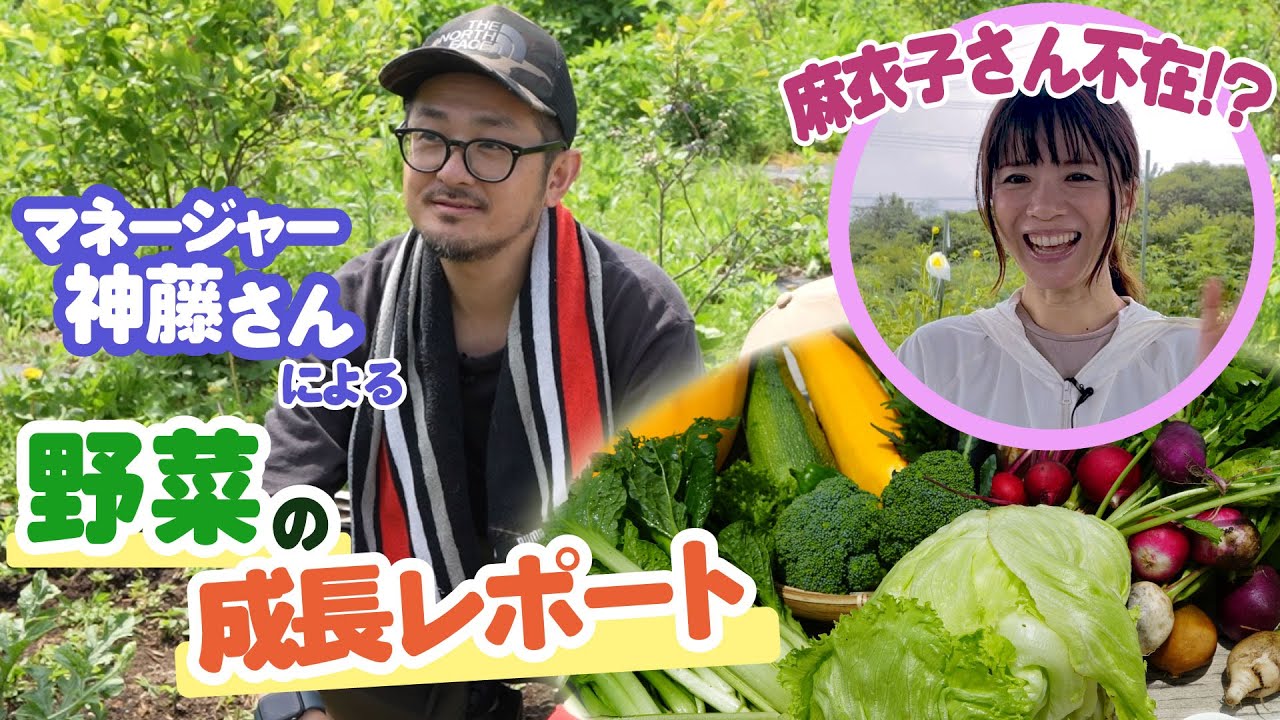 【藤田麻衣子 #3】麻衣子さんはワイプで参加👀マネージャーが畑の様子を現場レポート📝【野菜の成長記録】