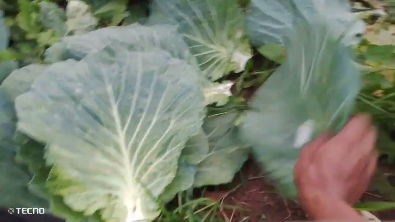 repolyo farming @Dolores Quezon,