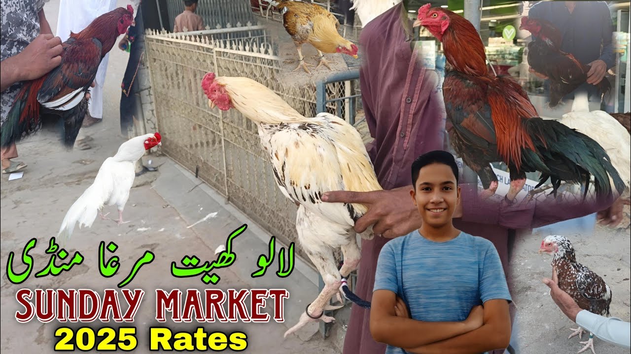 Lalukhet Murga Mandi | Sunday Market | 2025 Latest Update |