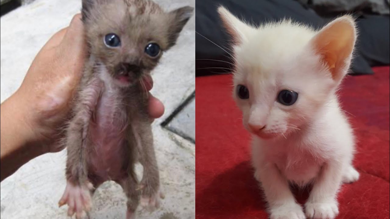 First bath for street kitten NEW (HD)July