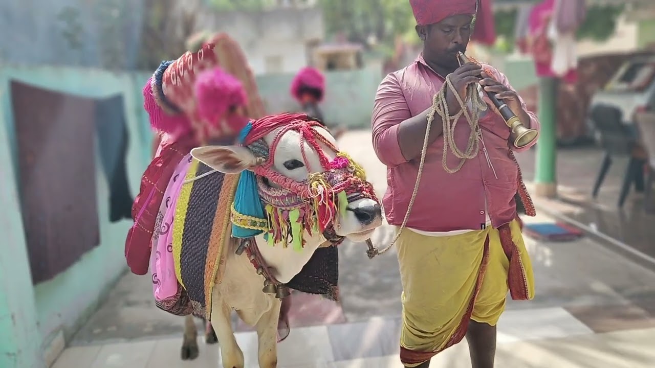 జైశ్రీరామ్ అండి మా ఇంటికి గంగిరెద్దు వచ్చింది మంచి పాట పాడాడు #🙏🐄🙏🌺🦮🤝👍