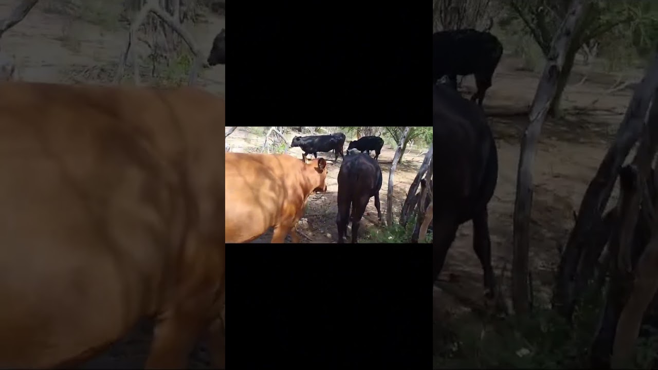 Toca vender este rancho Ganadero! Quién lo quiere??