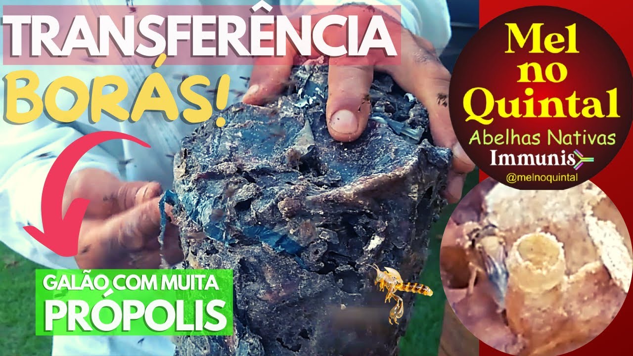 TRANSFERÊNCIA de BORÁ: MUITA PRÓPOLIS! DOEI DISCOS e CAMPEIRAS