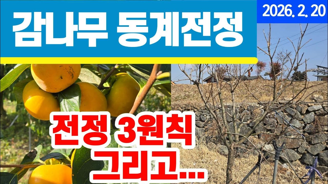 감나무 전지법 - 기본원칙만 기억하세요 