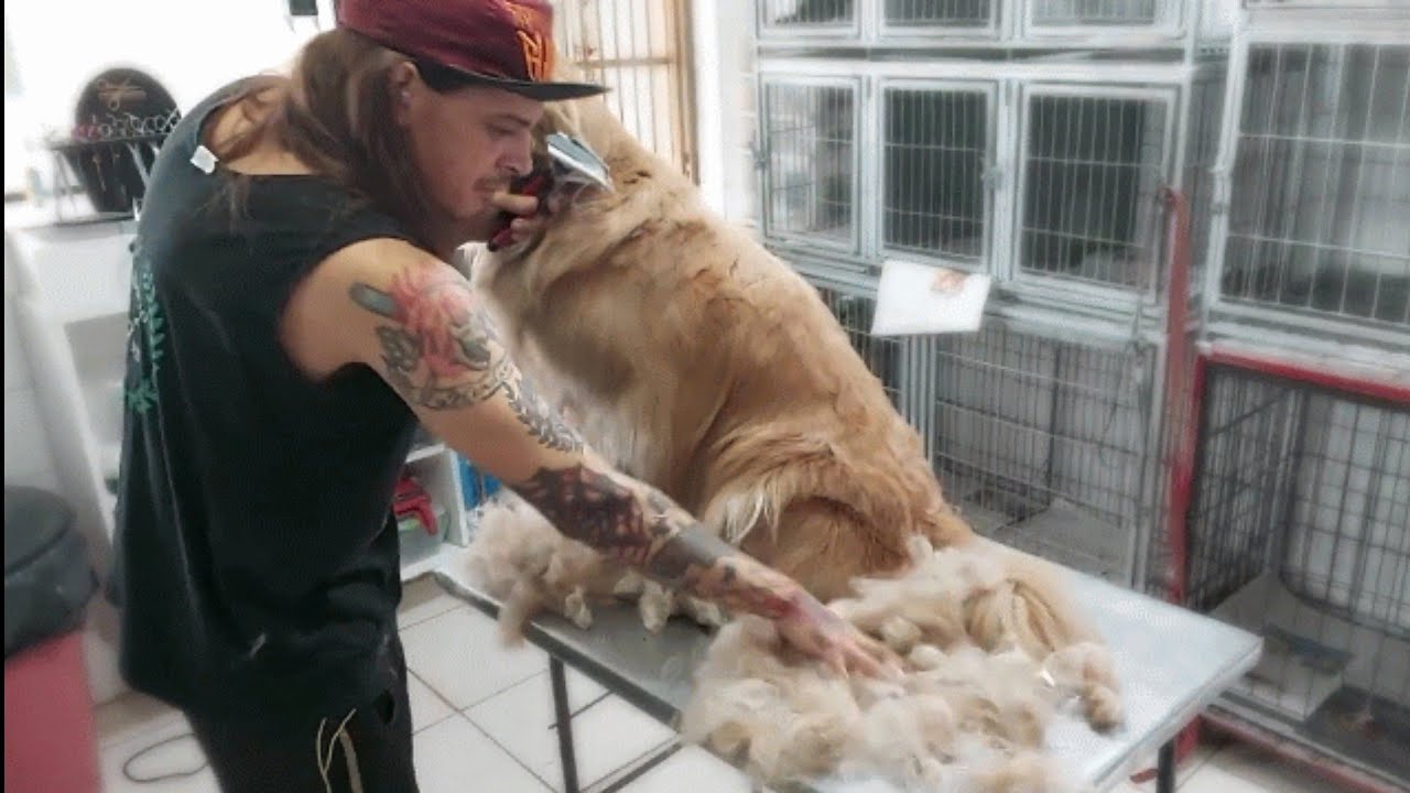 Trimming( tosa )da raça Golden !