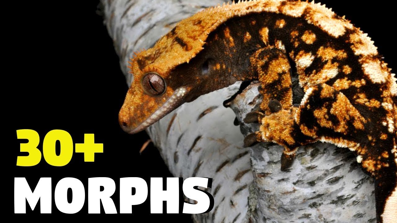 CRESTED GECKO MORPHS - A Comprehensive Guide to Crested Gecko Base Morphs