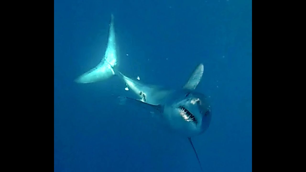 Spearfishing Coromandel Feb 2015