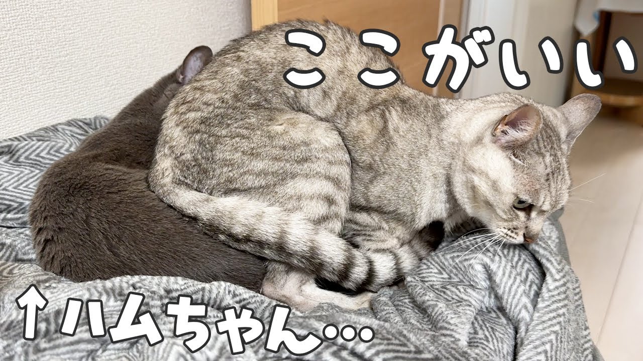マロちゃんがハムちゃんを椅子にしてました…