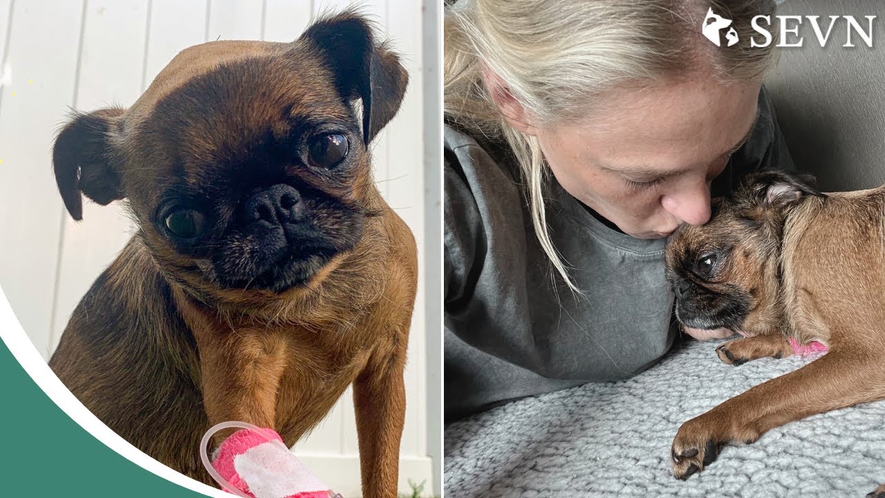 Chelsea's Journey with Chiari-like Malformation & Syringomyelia