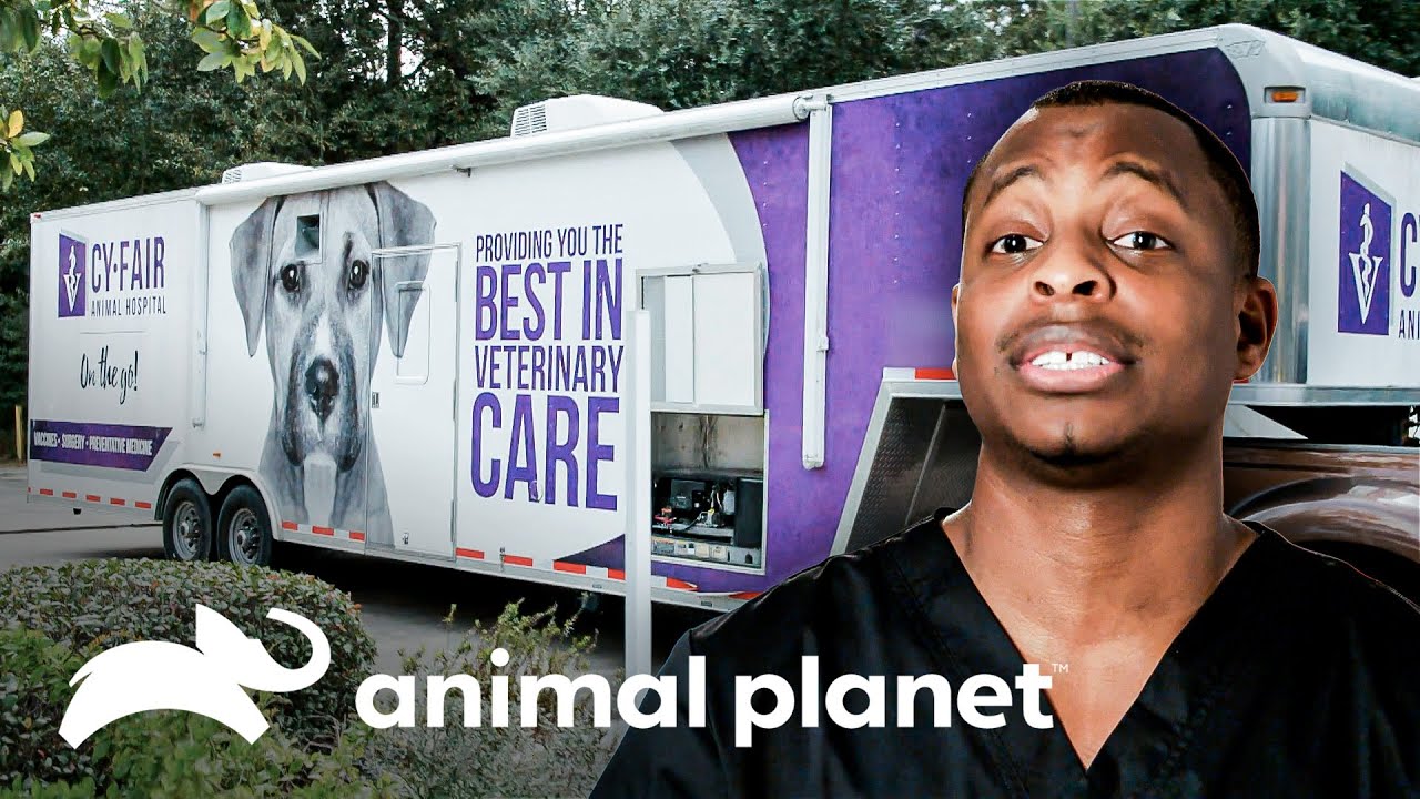 Um zoológico móvel para um evento comunitário | Veterinários do Texas | Animal Planet Brasil