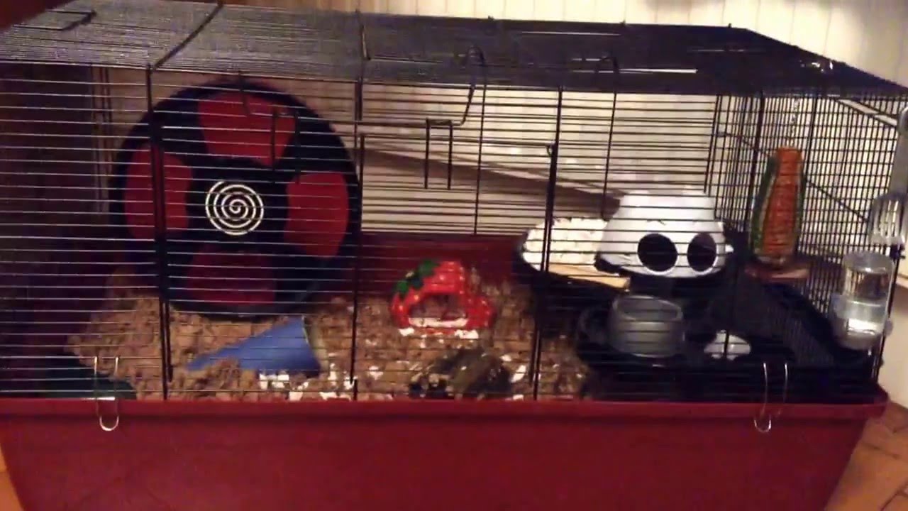 Freddy's Alaska cage (final cage!)