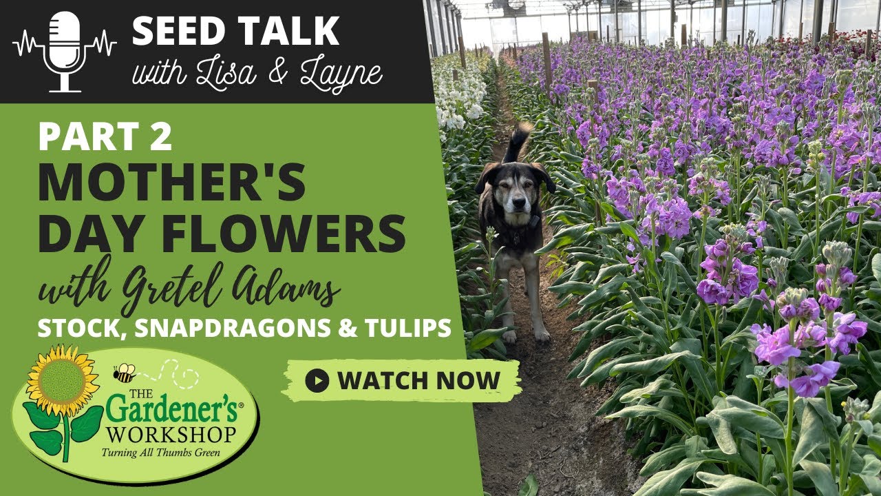 Seed Talk #36 - Mother's Day Flowers, Part 2 - Stock, Snapdragons & Tulips with Gretel Adams