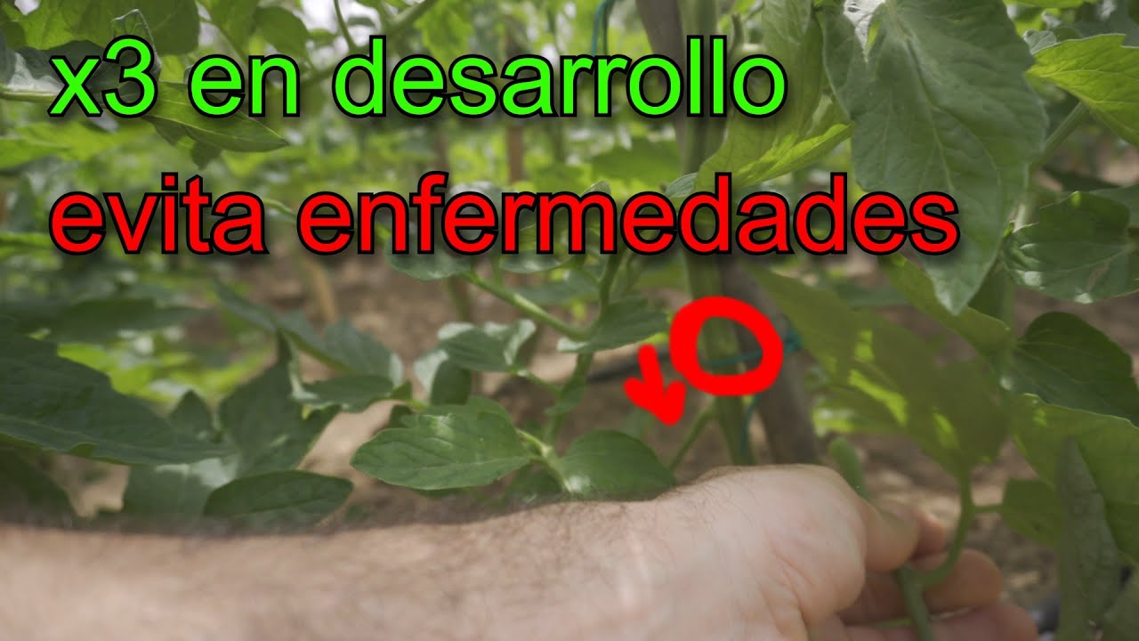 La PODA de la TOMATERA es imprescindible