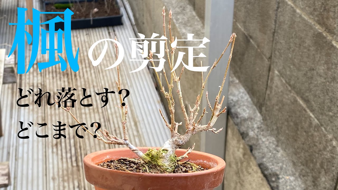 Kaede「楓」のミニ盆栽を剪定する