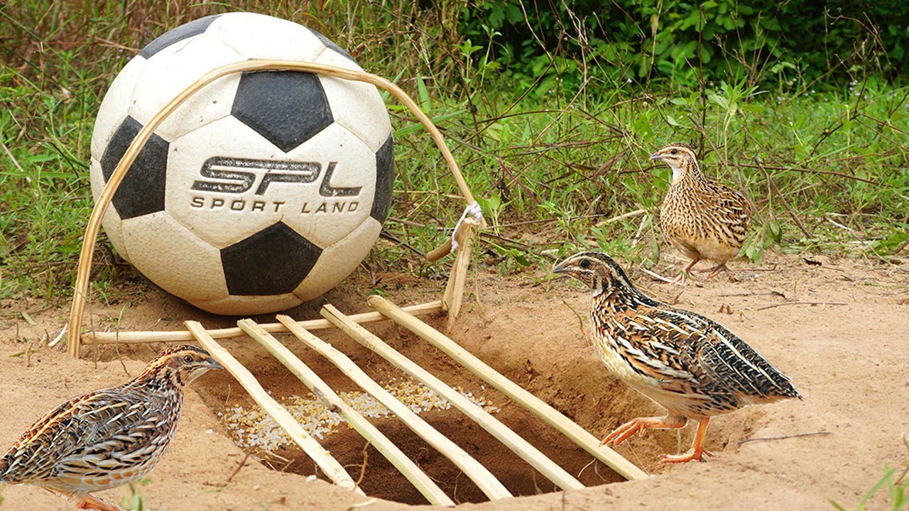The First Creative Unique Underground quail Bird Trap Using  Football & Wood