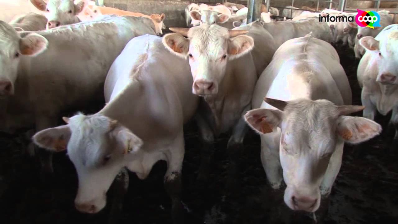 Carne scottona nei punti vendita Coop - Il laboratorio del gusto