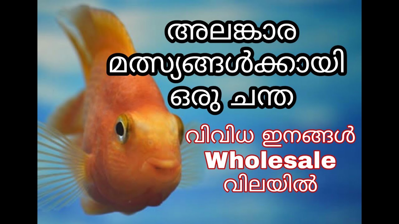 Ornamental Fish : wholesale Market | അലങ്കാര മത്സ്യകൃഷി എങ്ങനെ ലാഭകരമാക്കാം