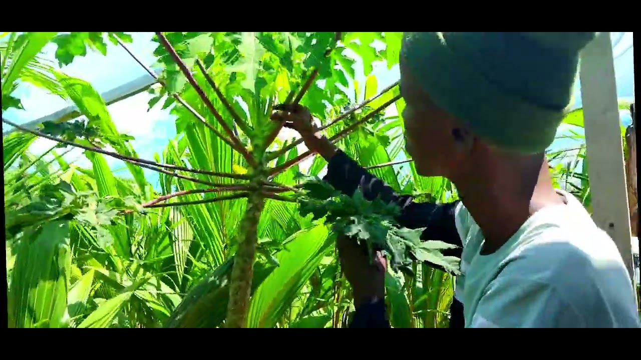 MAR KALE IYO BEERTA BISHA CAGAARAN