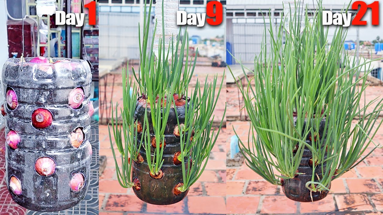 Easy Grow Onions In Recycle Bottle At Home