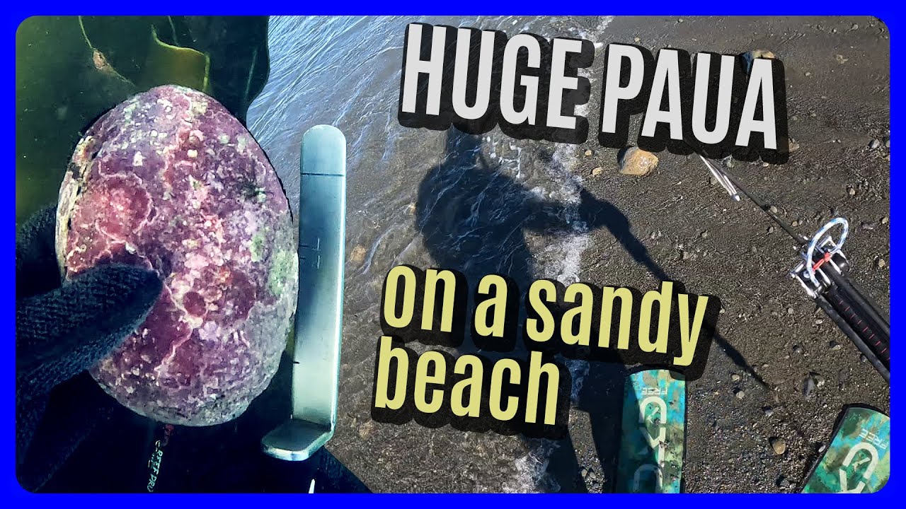 BIG Paua from a sandy beach! (Kaikoura paua season) [4K]