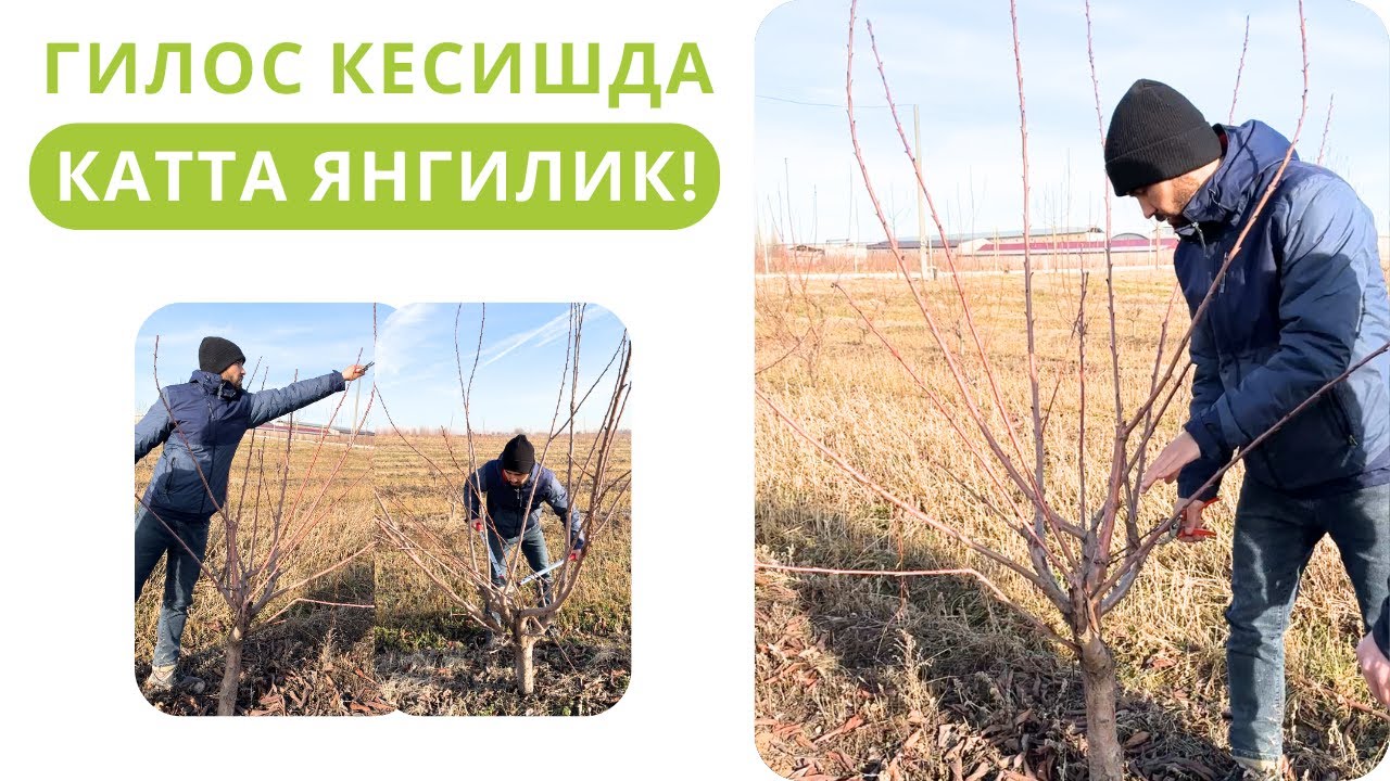 ГИЛОС ДАРАХТЛАРИГА ШАКЛ БЕРИШДА КАТТА ЯНГИЛИКЛАР!