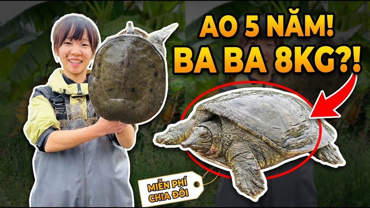 Hậu Tát Ao 5 Năm Truy Tìm 20 Con Ba Ba, Chủ Ao Cho Ba Ba Miễn Phí Và Cái Kết