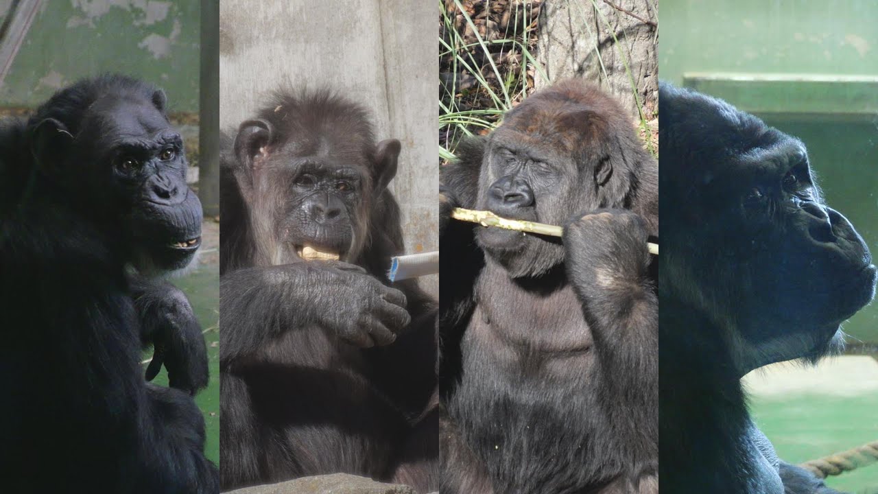 全てはジージョのために　千葉市動物公園　ゴリラ・チンパンジー　202601