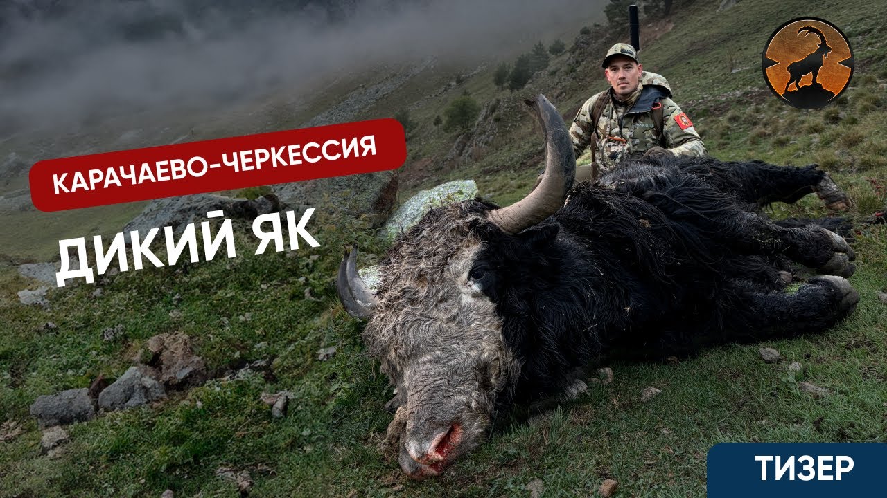 ОХОТА НА ЯКА | КАРАЧАЕВО-ЧЕРКЕСИЯ | РЕАЛЬНАЯ ОХОТА | ТИЗЕР