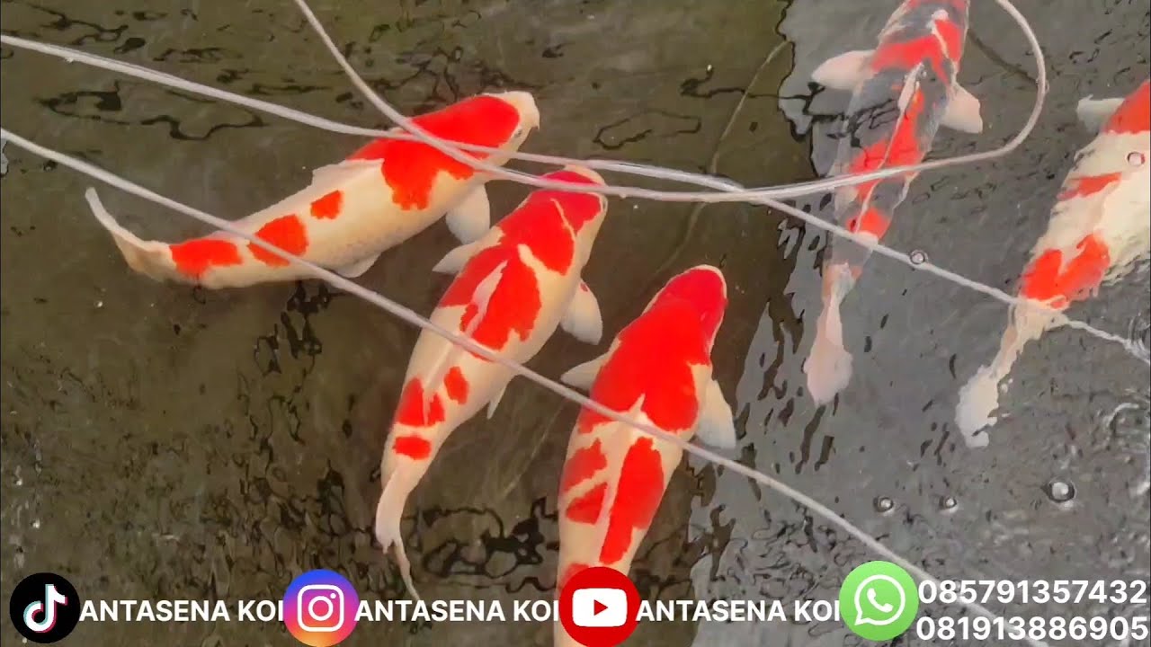 GILA‼️ SHANK KOI TULUNGAGUNG Angkat AZUKARI Batch 1 — BODY JUMBO BULKY SEMUA 😱🔥