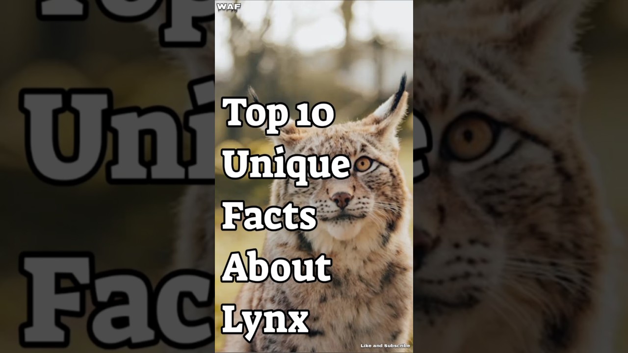 Top 10 unique facts about Lynx||Animal Facts||#animal #nature #wildlife #lynx #facts
